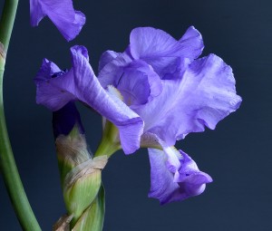 Purple Bearded Iris
